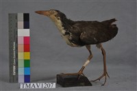 藏品(白腹秧雞)的圖片